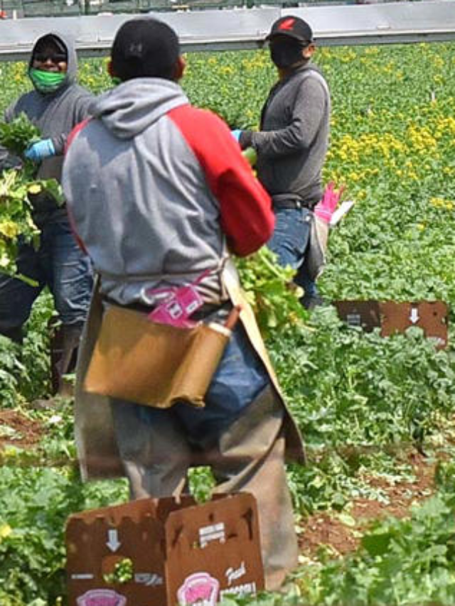 Law Expanding Farmworker Union Organizing Rights